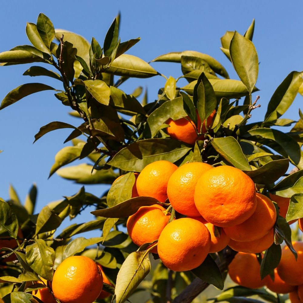 Satsuma Mandalina